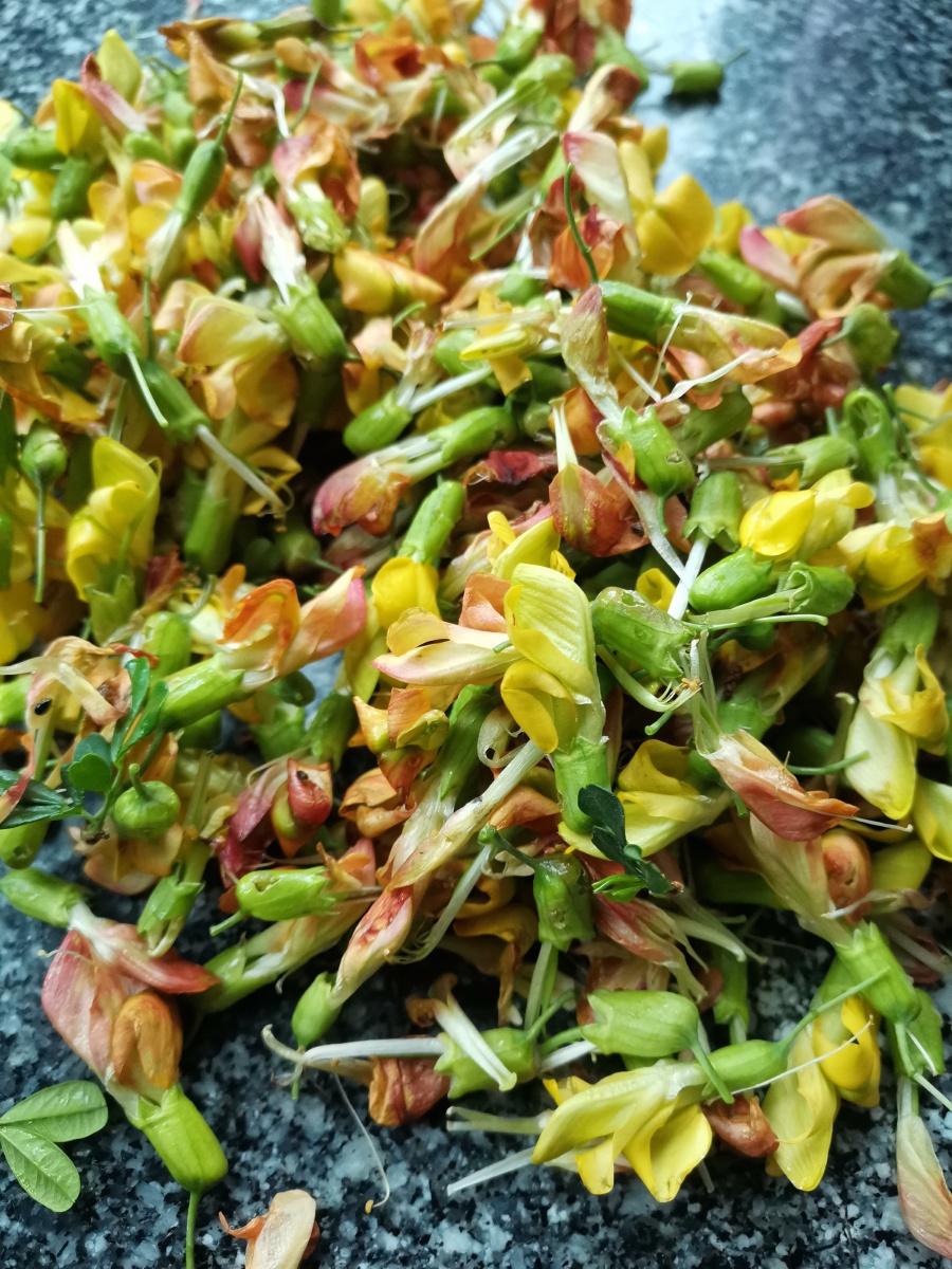 阳雀花又名锦鸡儿. - 灵魂图片馆 - 图虫