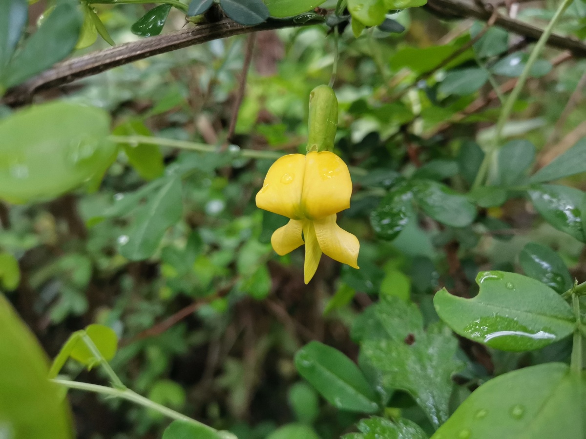 阳雀花又名锦鸡儿. - 灵魂图片馆 - 图虫