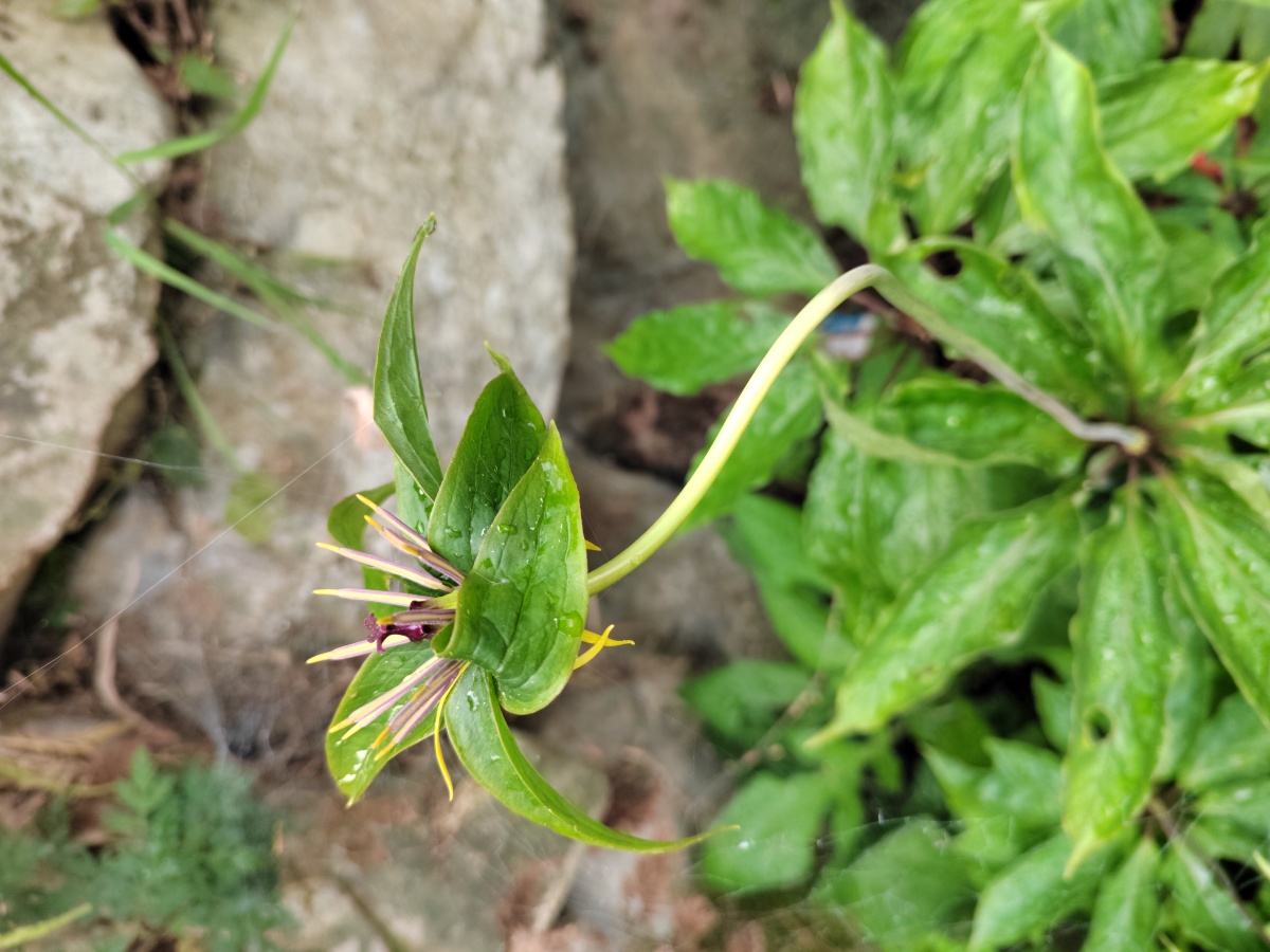 重楼开花 - 灵魂图片馆 - 图虫