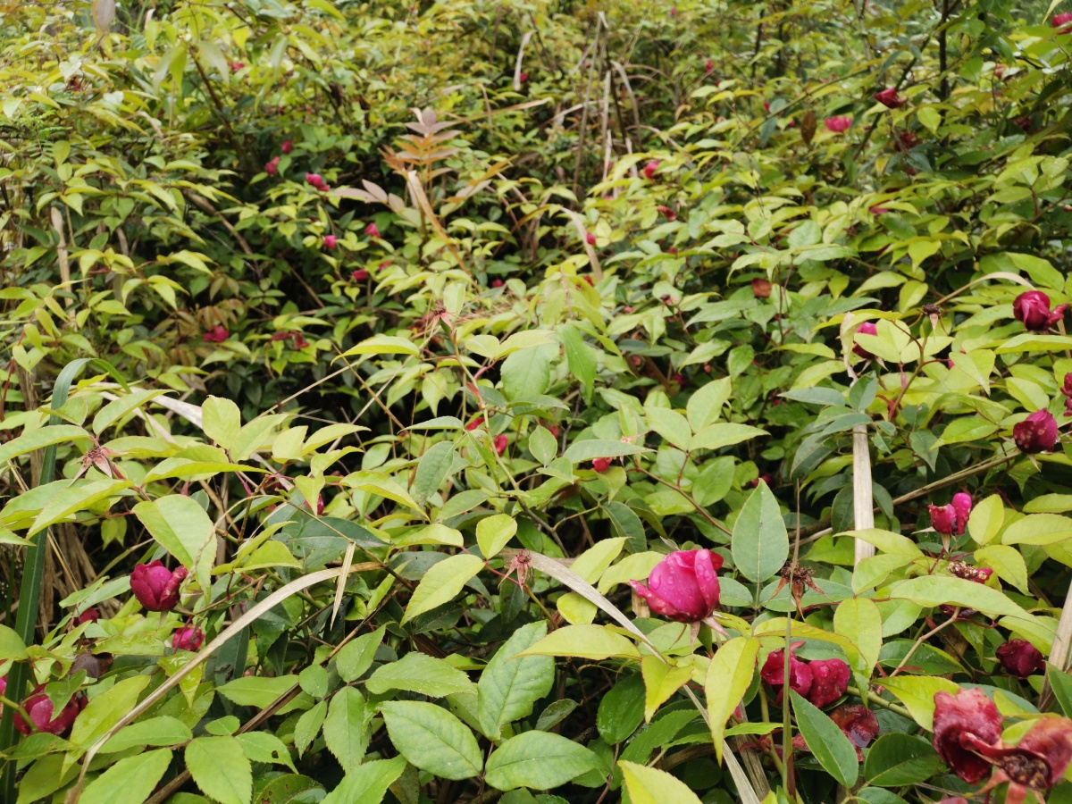 野生玫瑰花,让你一次看个够. - 灵魂图片馆 - 图虫