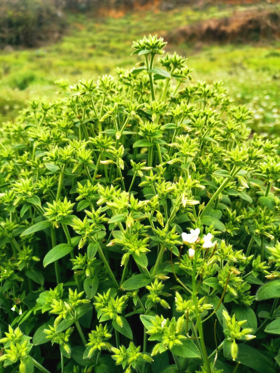 杂草丛生. - 灵魂图片馆 - 图虫