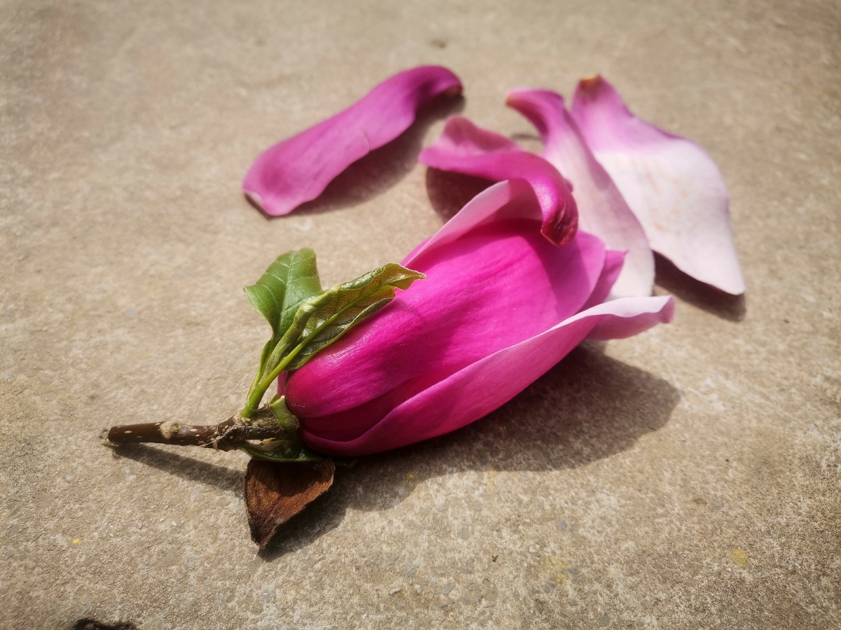 创意花瓣.木棉花. - 灵魂图片馆 - 图虫