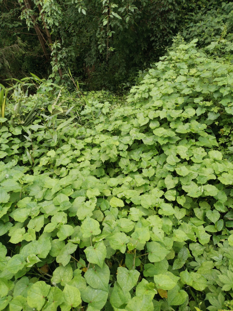 一片野荞菜. - 灵魂图片馆 - 图虫
