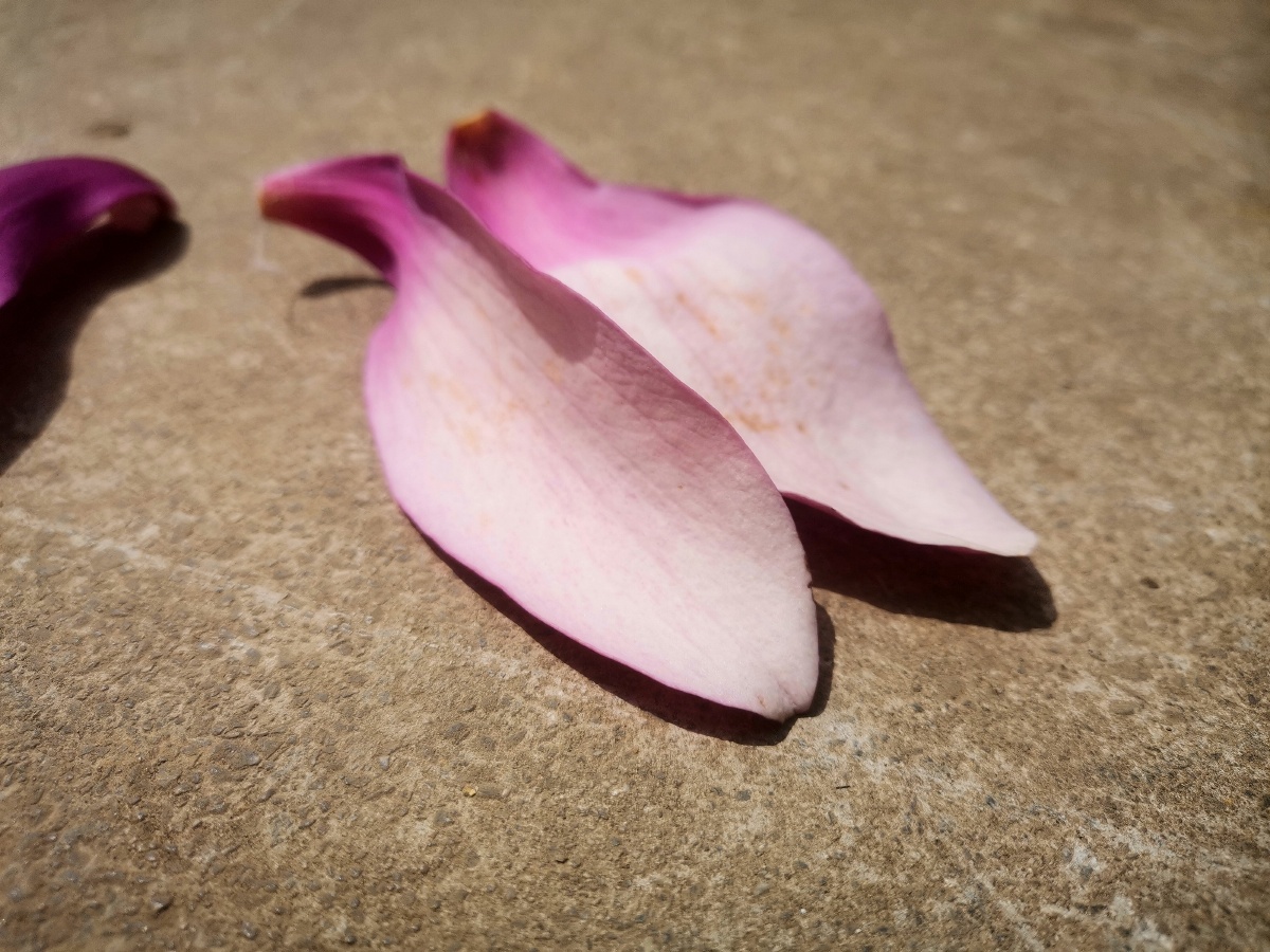 创意花瓣.木棉花. - 灵魂图片馆 - 图虫