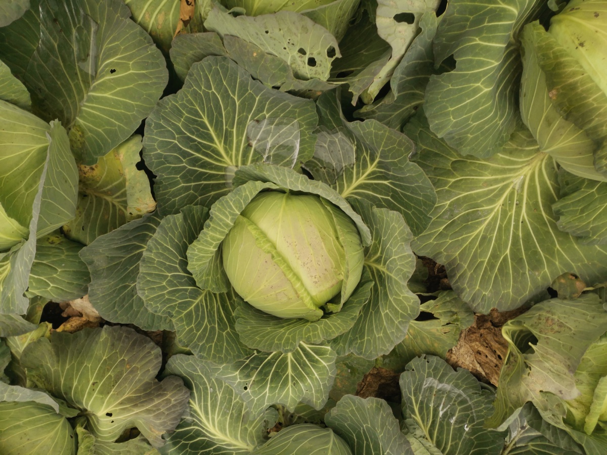 农村绿色蔬菜《包菜》. - 灵魂图片馆 - 图虫