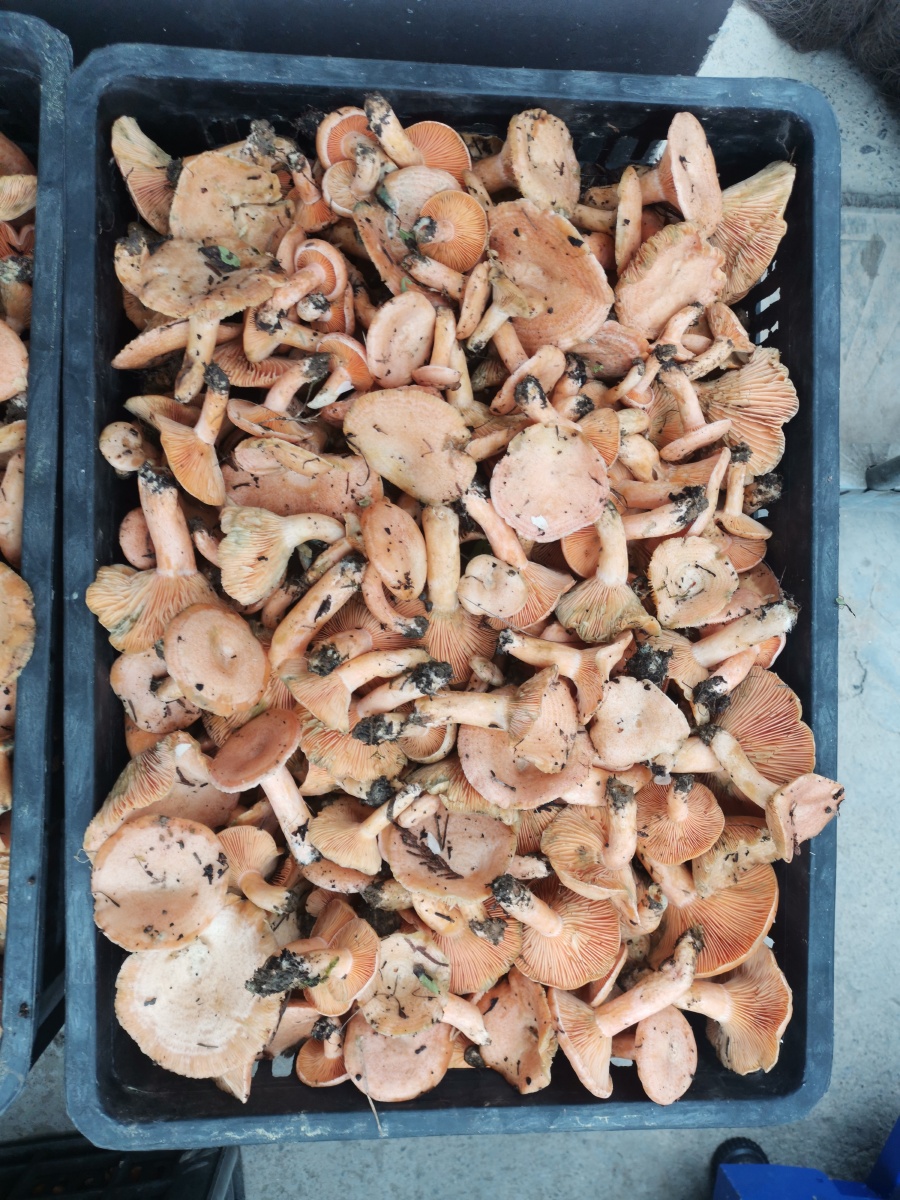 野生蘑菇(松树菌)