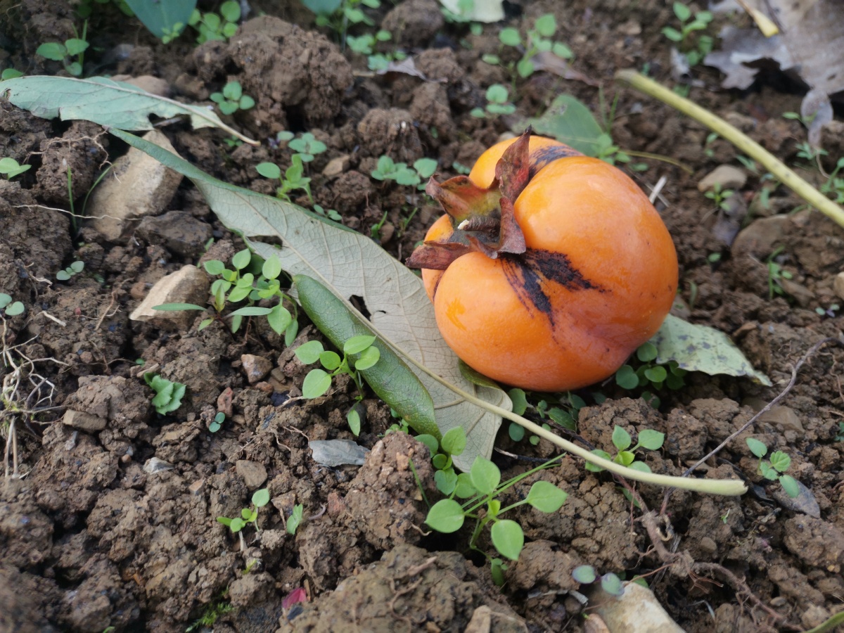 掉地上的柿子. - 灵魂图片馆 - 图虫