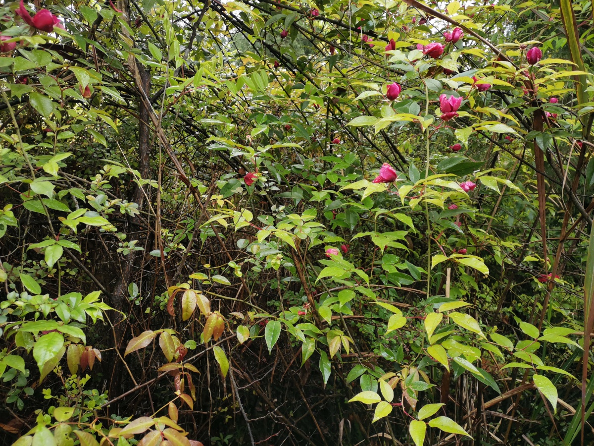 野生玫瑰花,让你一次看个够. - 灵魂图片馆 - 图虫