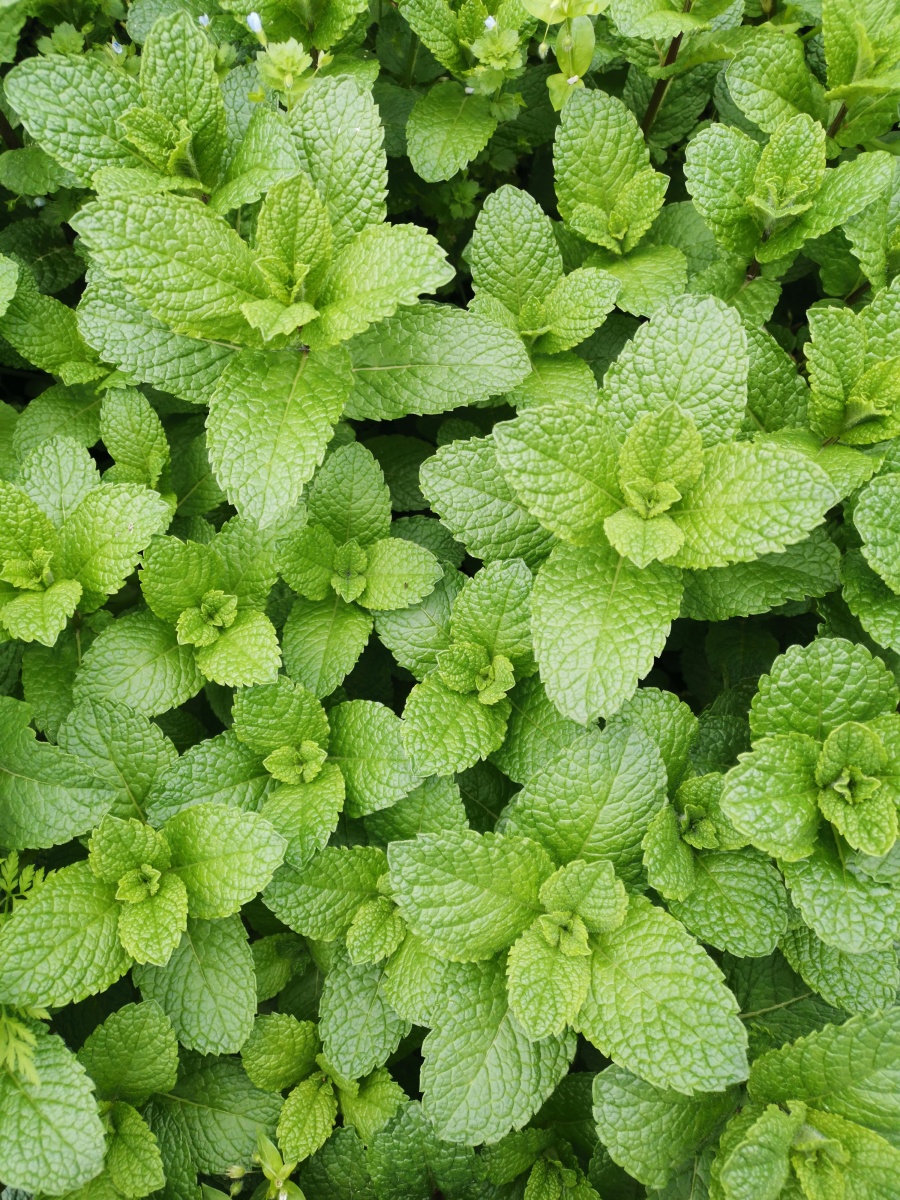 满屏的薄荷. - 灵魂图片馆 - 图虫