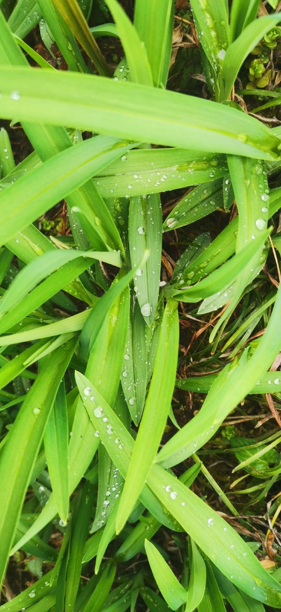 葱绿耀眼. - 灵魂图片馆 - 图虫