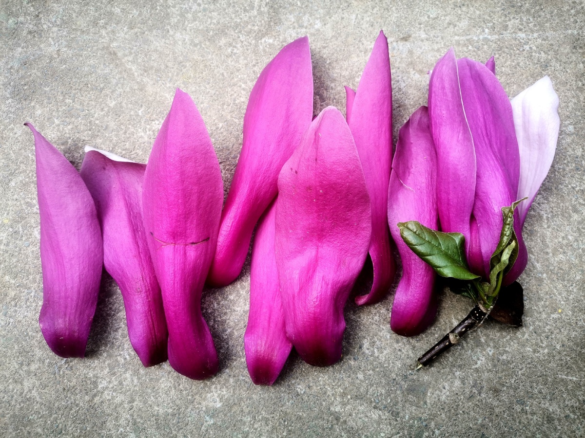 创意花瓣.木棉花. - 灵魂图片馆 - 图虫