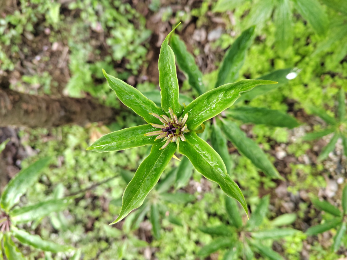 重楼开花 - 灵魂图片馆 - 图虫