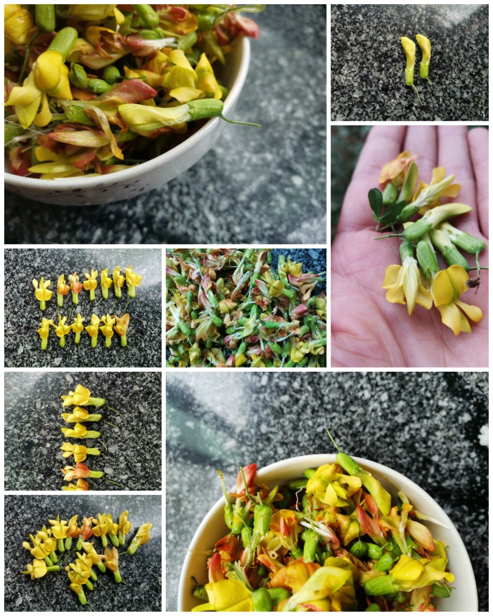 阳雀花又名锦鸡儿. - 灵魂图片馆 - 图虫