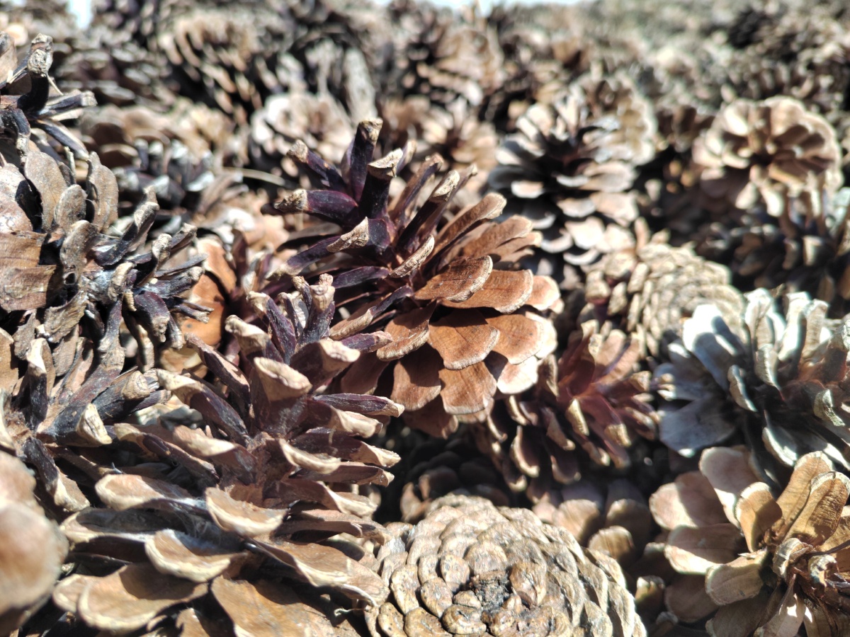 唯美的松树球. - 灵魂图片馆 - 图虫