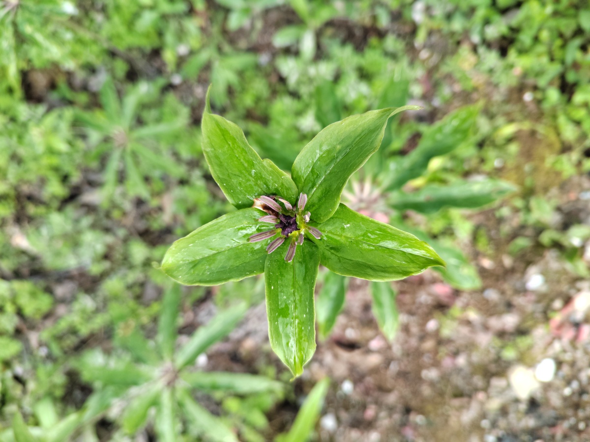 重楼开花 - 灵魂图片馆 - 图虫