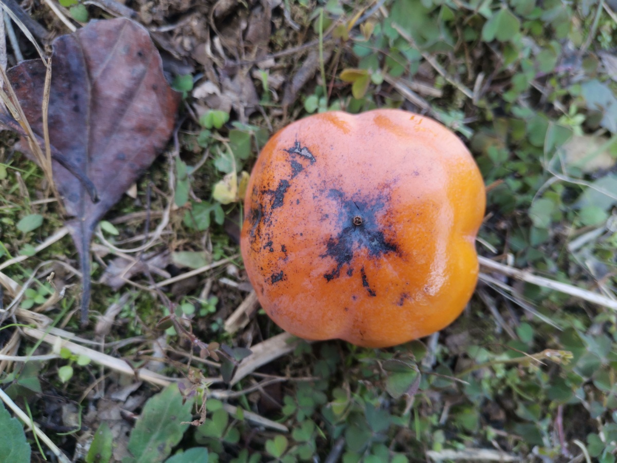 掉地上的柿子. - 灵魂图片馆 - 图虫