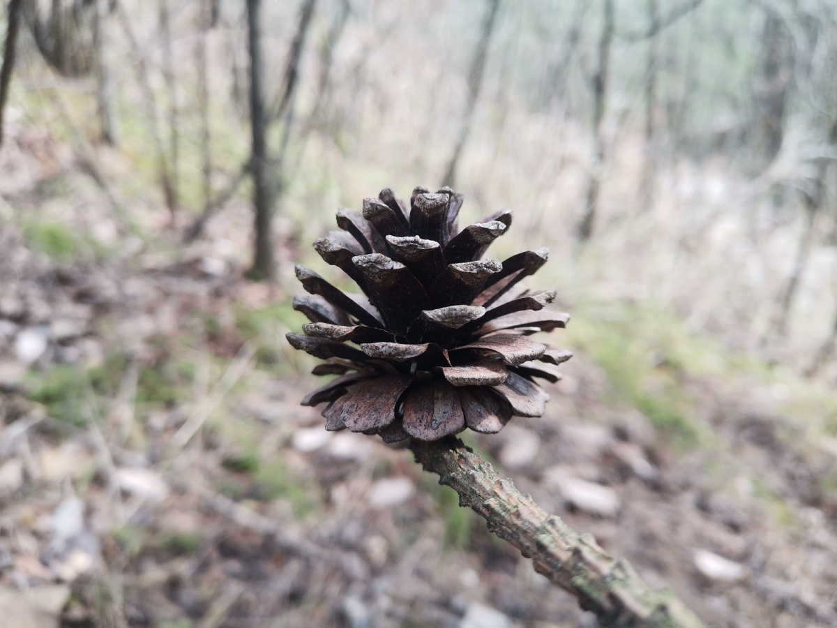 松树球的美. - 灵魂图片馆 - 图虫