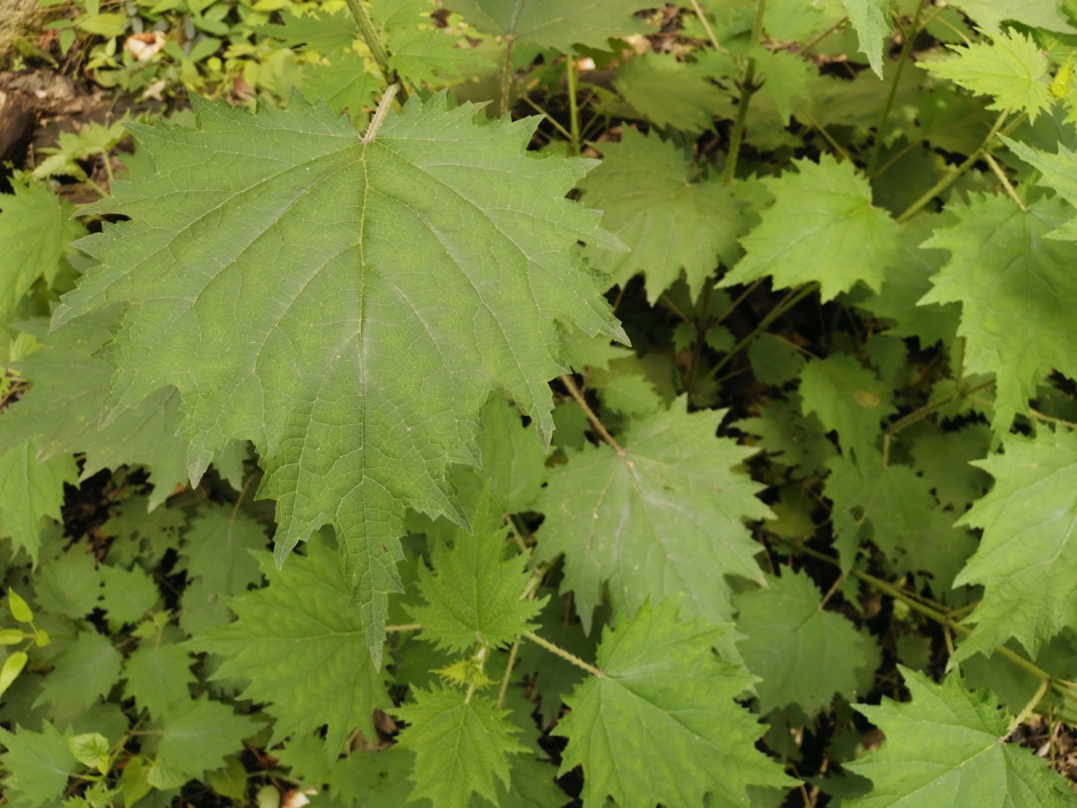 农村野生活麻. - 灵魂图片馆 - 图虫
