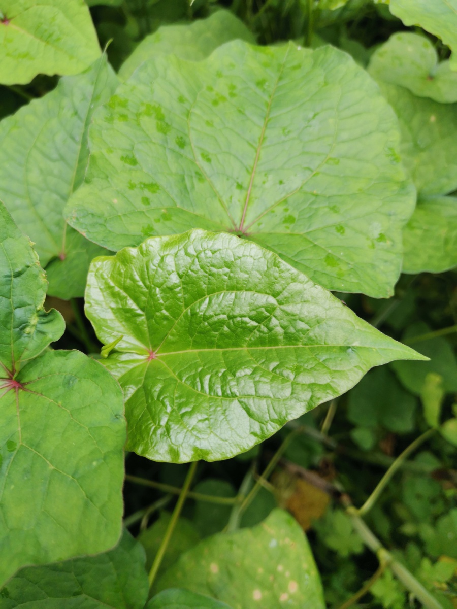一片野荞菜. - 灵魂图片馆 - 图虫