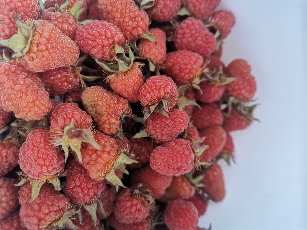 野生水果覆盆子. - 灵魂图片馆 - 图虫