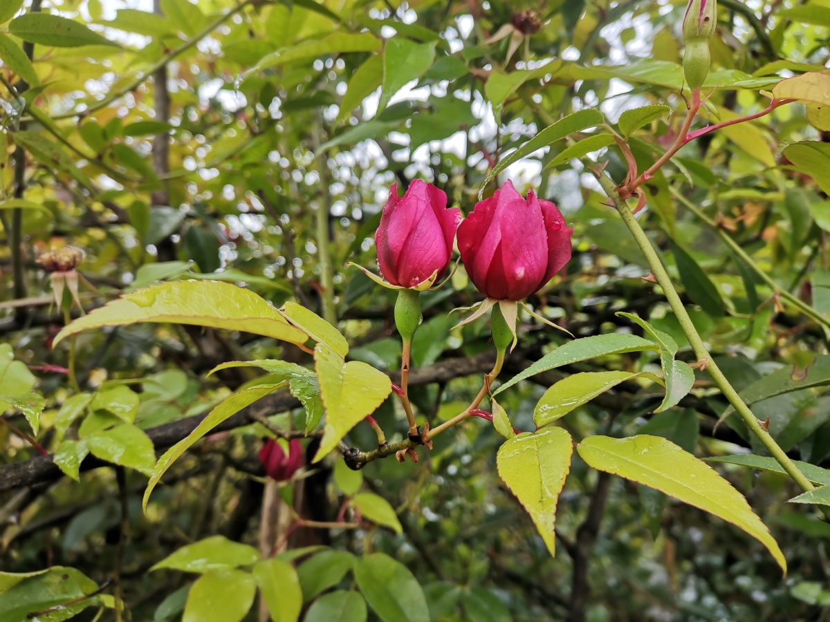 野生玫瑰花,让你一次看个够. - 灵魂图片馆 - 图虫