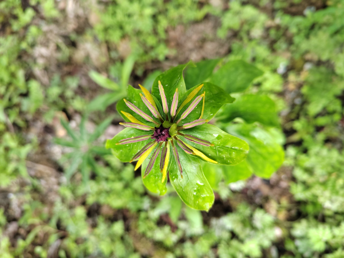 重楼开花 - 灵魂图片馆 - 图虫