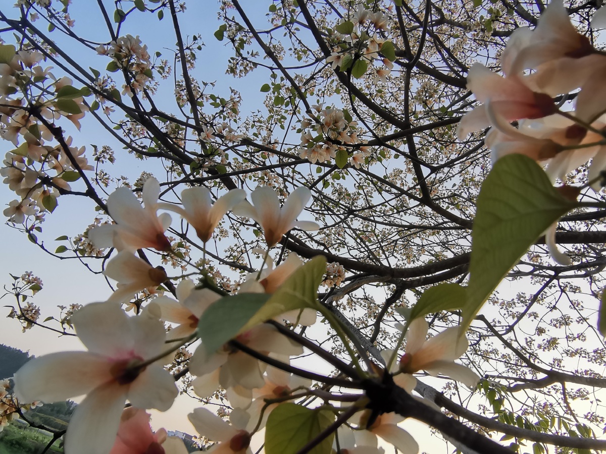 夏日傍晚散步灿烂的油桐花树