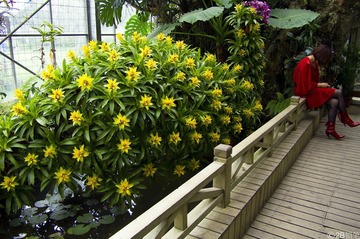 花+人