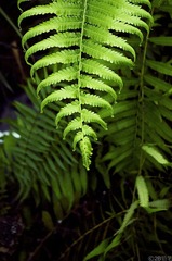_IGP4152-1