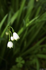 _IGP4105-1-2