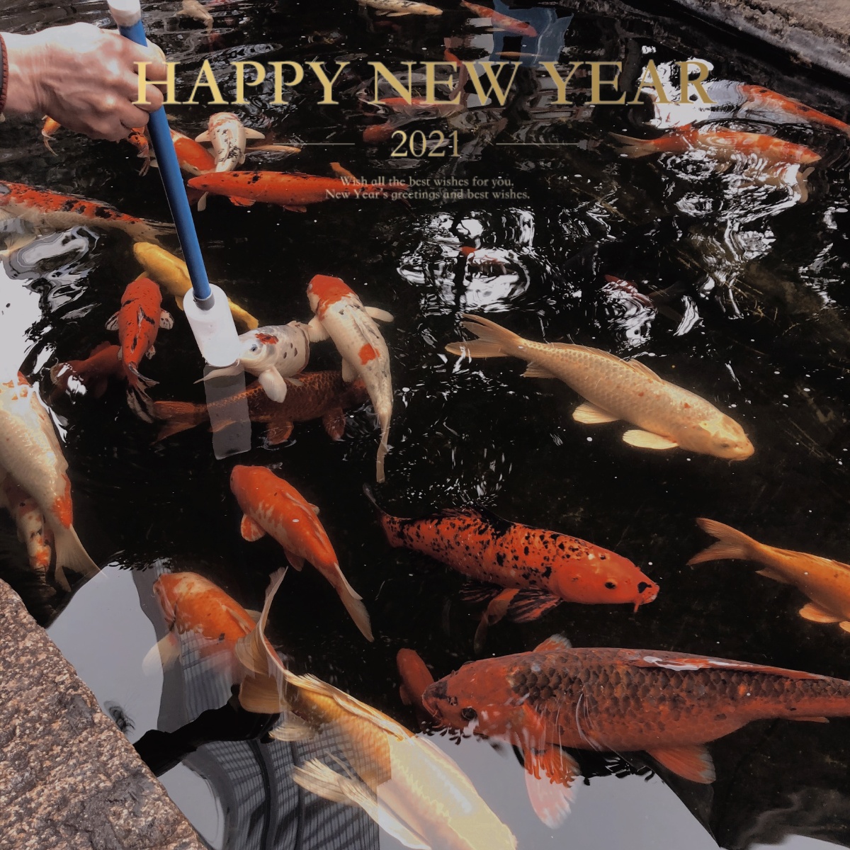 新的一年祝朋友们鲤鱼跳龙门年年有鱼岁岁平安快乐