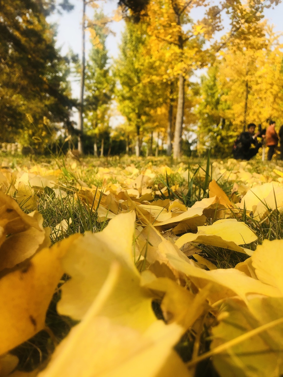 秋天的颜色银杏树