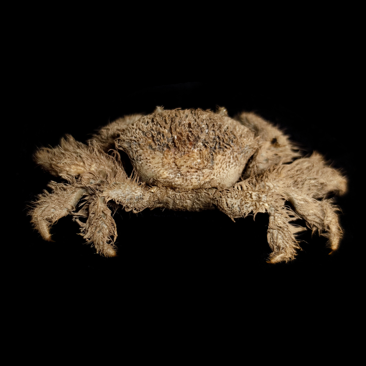 蝙蝠毛刺蟹pilumnusvespertiliojcfabricius1793毛刺蟹科毛刺蟹属国内