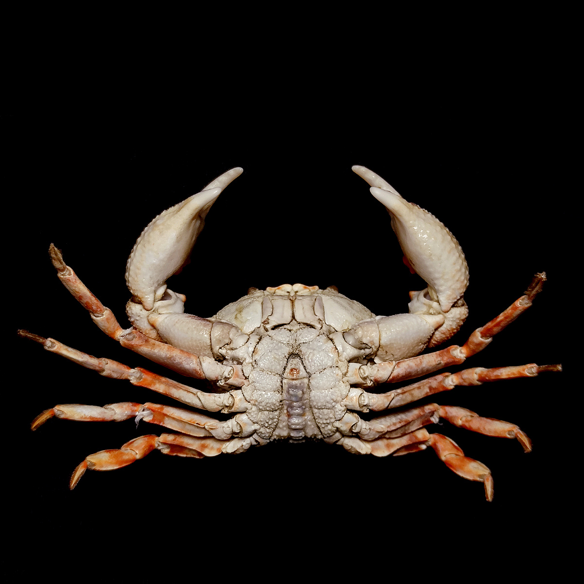 圆形鳞斑蟹demania rotundata r. sèrene,1969,扇蟹科,鳞斑蟹属