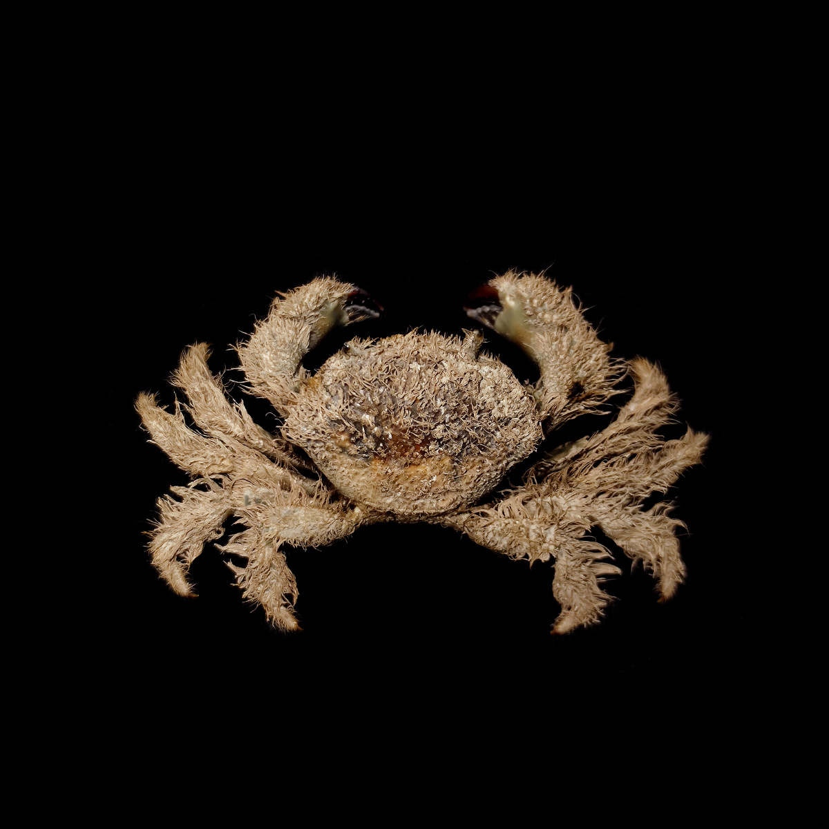 蝙蝠毛刺蟹pilumnusvespertiliojcfabricius1793毛刺蟹科毛刺蟹属国内