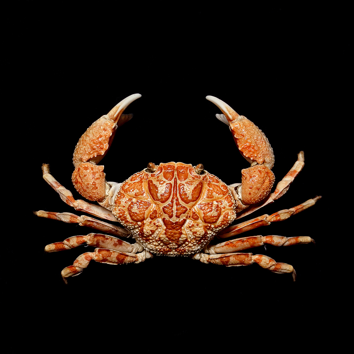 圆形鳞斑蟹demania rotundata r. sèrene,1969,扇蟹科,鳞斑蟹属