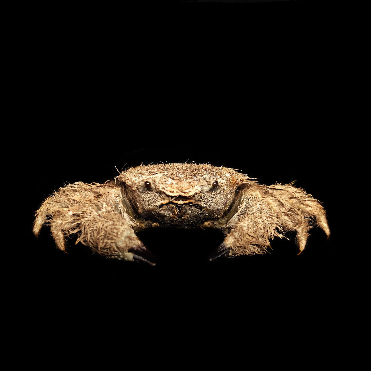 蝙蝠毛刺蟹pilumnusvespertiliojcfabricius1793毛刺蟹科毛刺蟹属国内