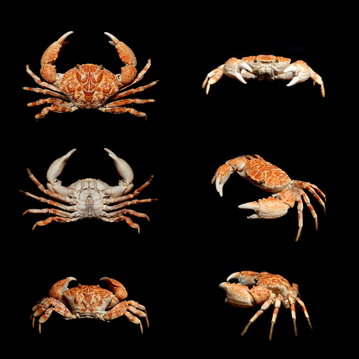 圆形鳞斑蟹demania rotundata r. sèrene,1969,扇蟹科,鳞斑蟹属