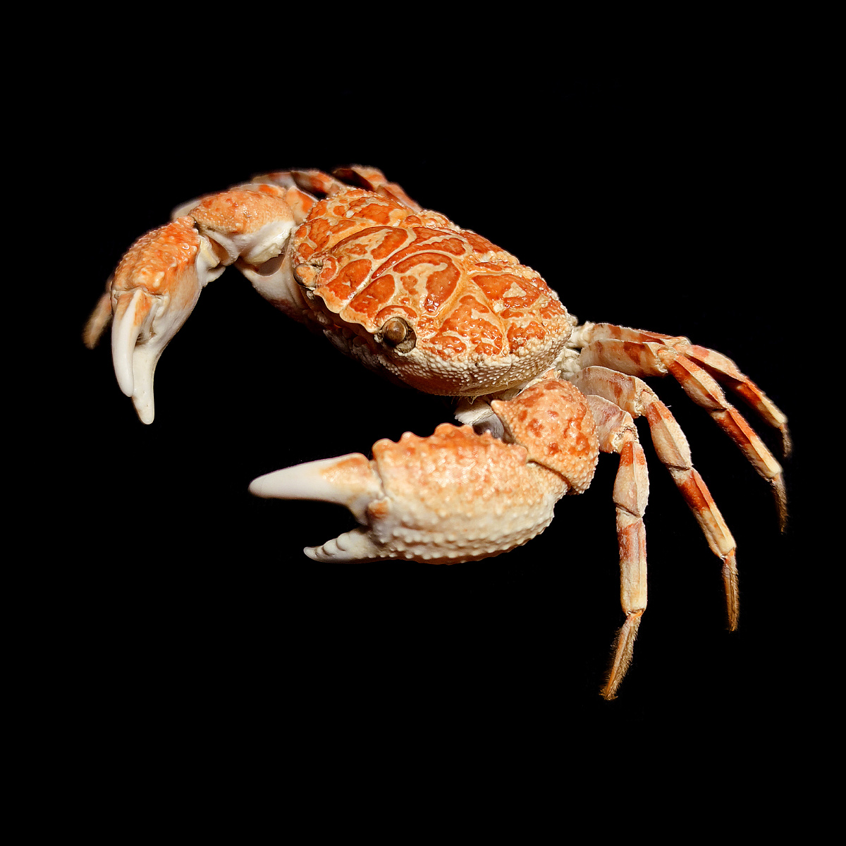 圆形鳞斑蟹demania rotundata r. sèrene,1969,扇蟹科,鳞斑蟹属