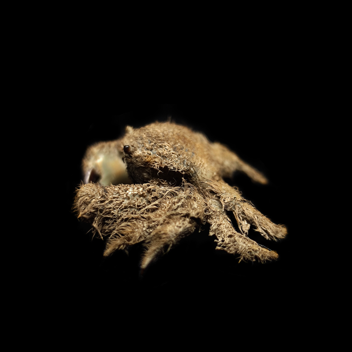 蝙蝠毛刺蟹pilumnusvespertiliojcfabricius1793毛刺蟹科毛刺蟹属国内