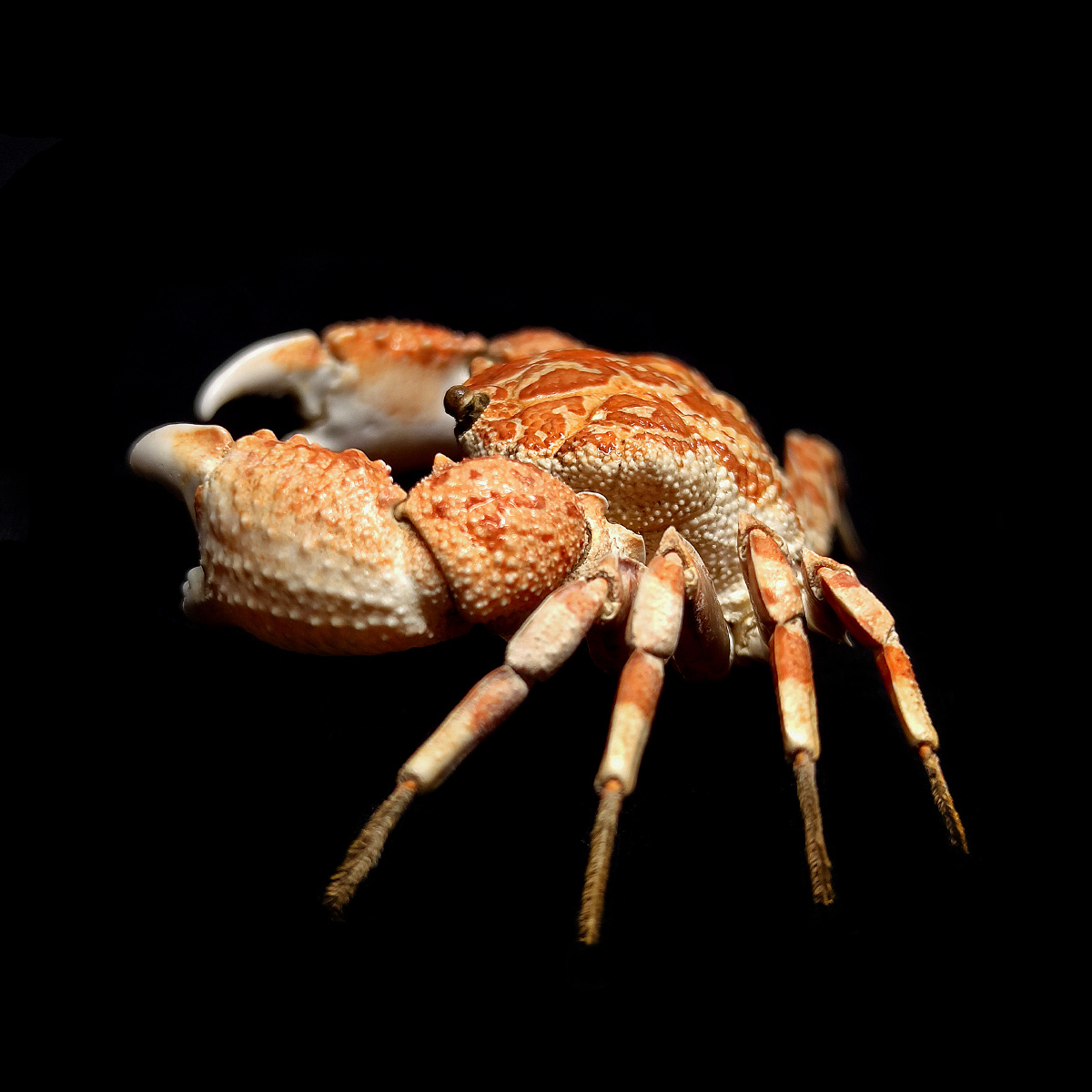 圆形鳞斑蟹demania rotundata r. sèrene,1969,扇蟹科,鳞斑蟹属