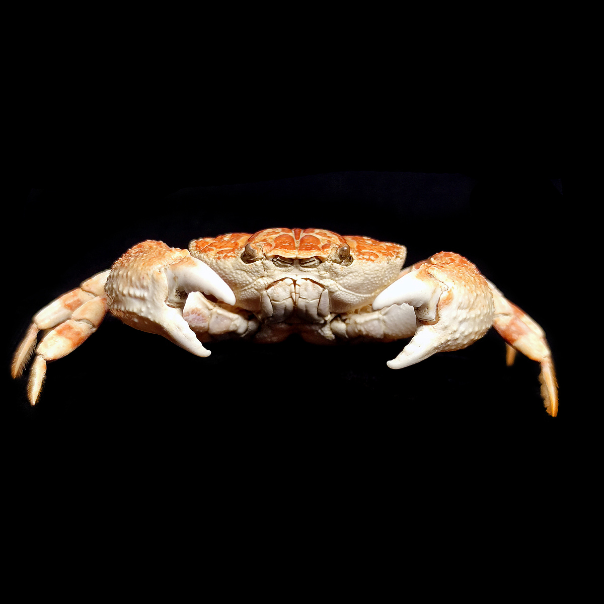 sèrene,1969,扇蟹科,鳞斑蟹属.国内分布:东海,南海.