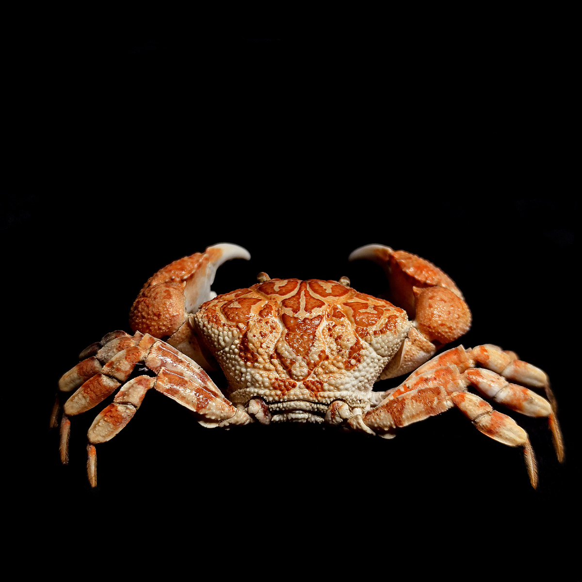 圆形鳞斑蟹demania rotundata r. sèrene,1969,扇蟹科,鳞斑蟹属