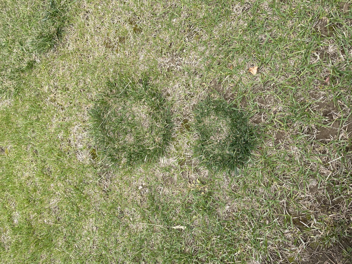 连草也长成爱心的形状