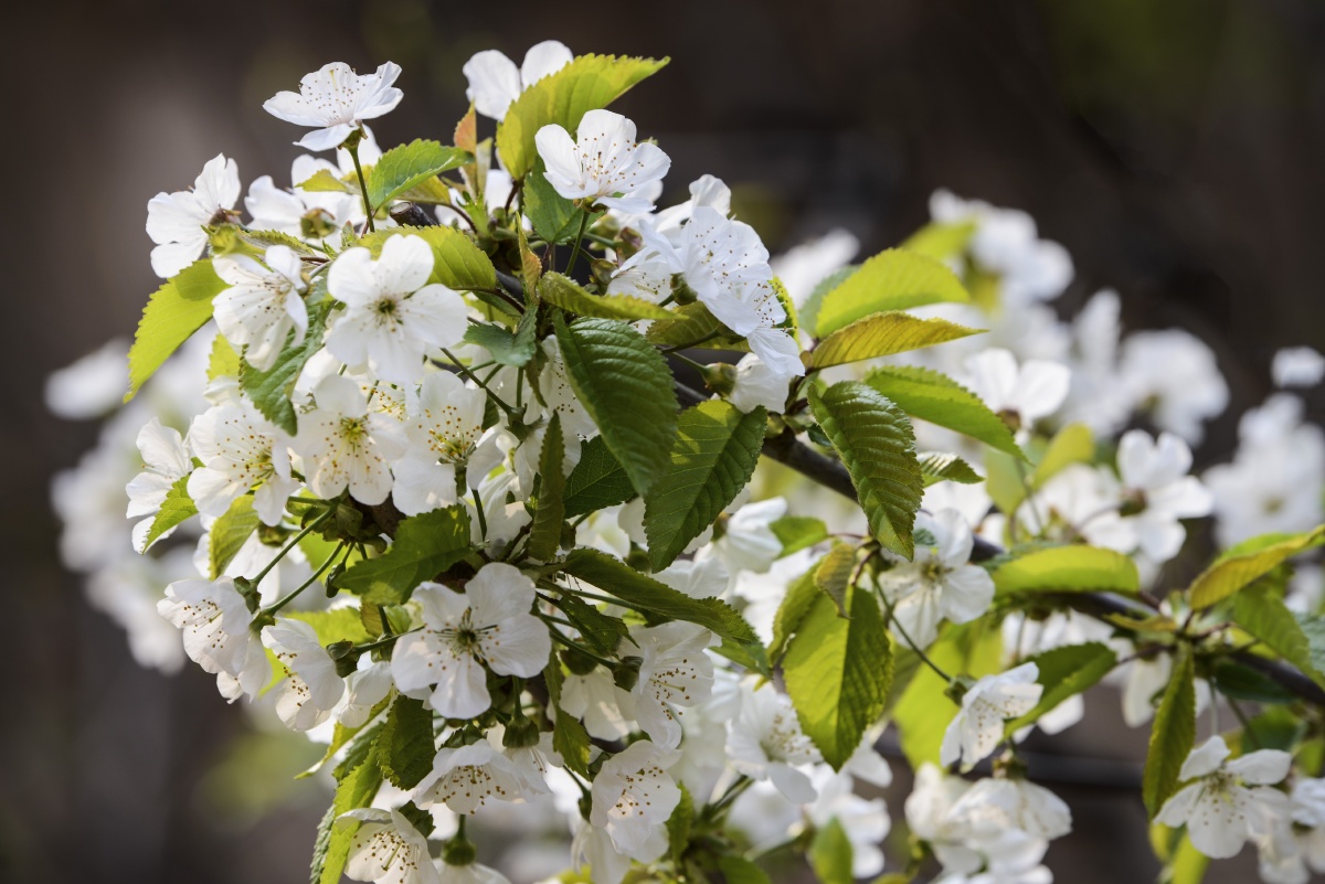 自家的水晶大樱珠花繁叶茂