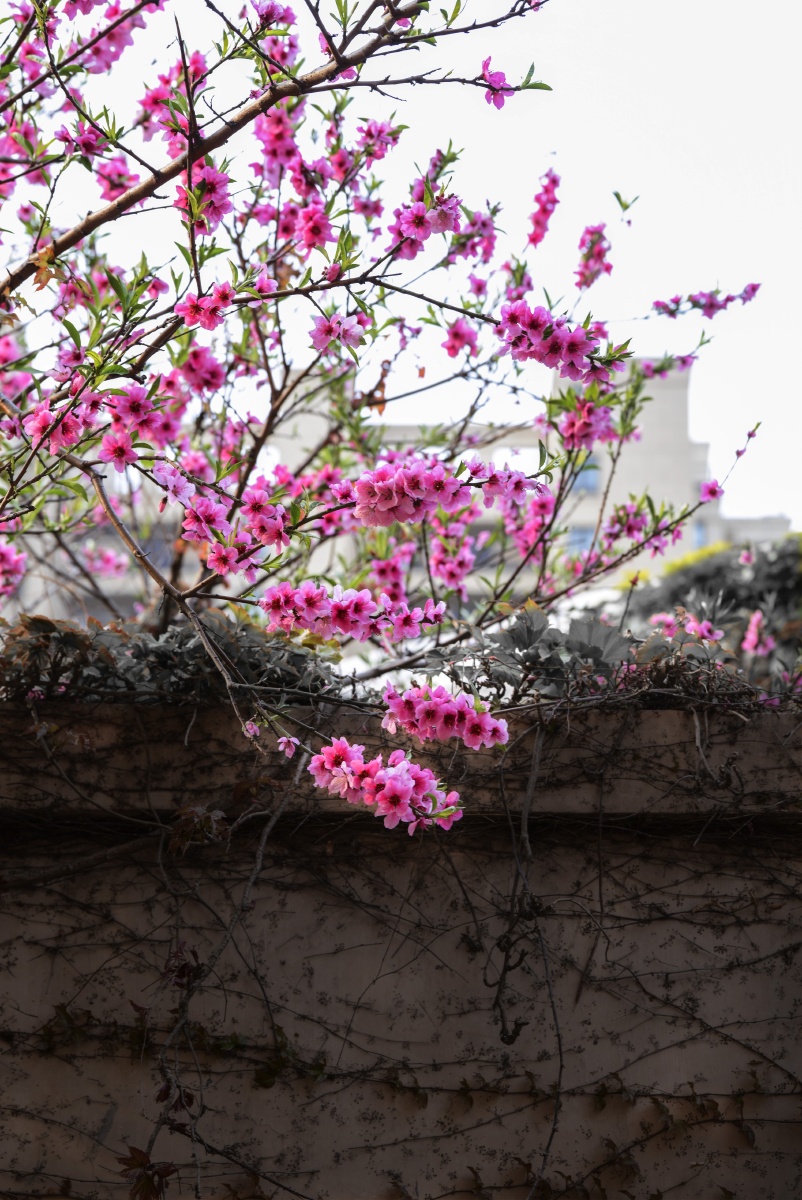 墙外的桃花开了枝条探到我家院子里这预视着