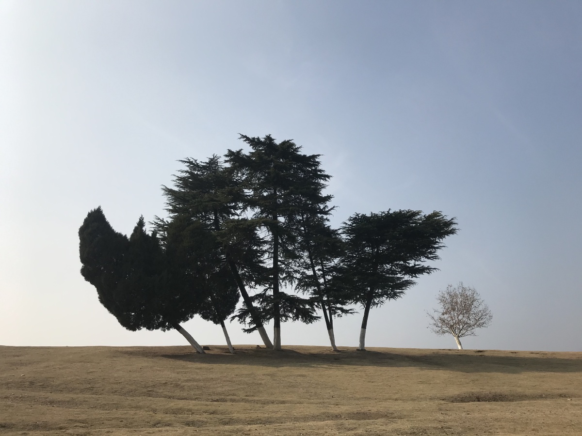 南京孤独的一棵树