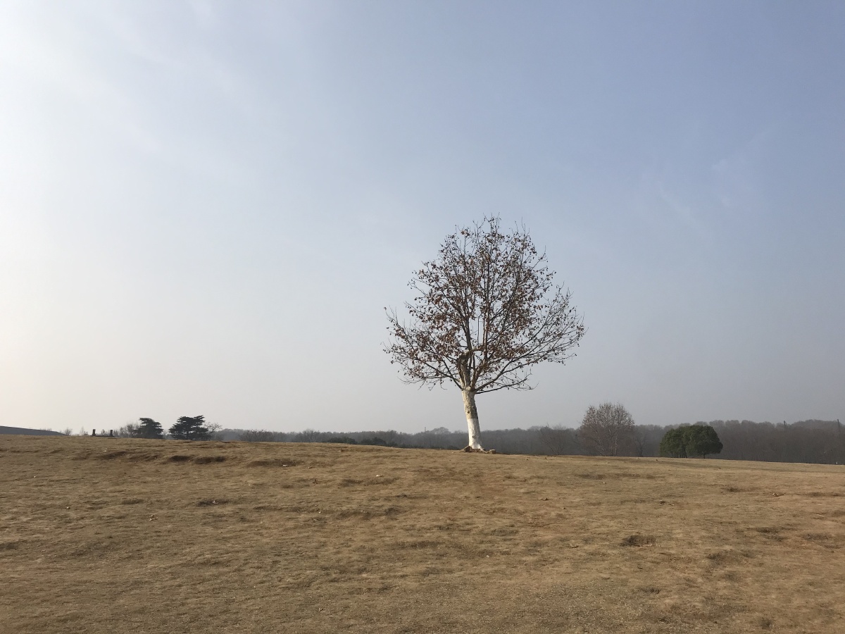 南京孤独的一棵树