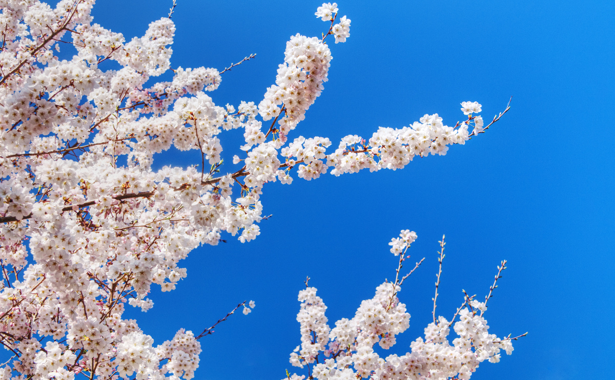 春天超高清风景壁纸素材215,允许商用 - 小k图像工作室 - 图虫