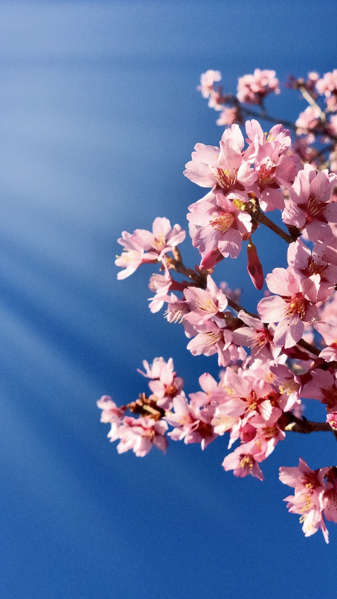 樱花超高清风景壁纸素材511允许商用